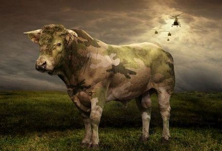 Корови на війні «abon