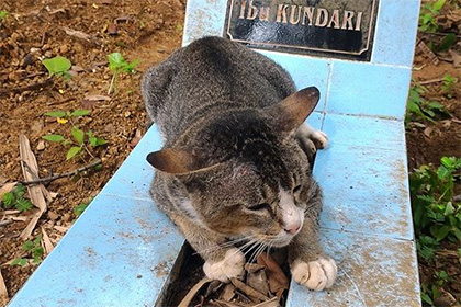 Pisica a fost dolată de mai mult de un an la mormântul proprietarului său, în Indonezia, știri de pisici