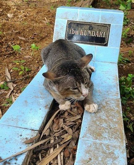 A macska élt Indonéziában sírjánál a szeretője egy évre
