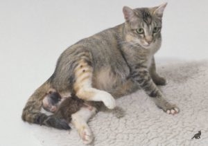 Pisica înainte de nașterea comportamentului unei pisici, pregătirea pentru naștere