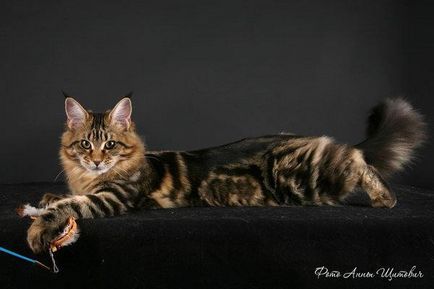 Cat Maine Coon descrierea rasa decât să se hrănească, caracteristicile de îngrijire și de întreținere în apartament,