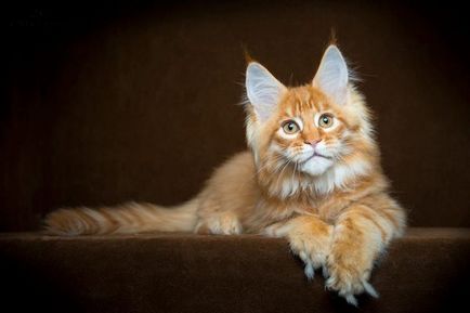 Cat Maine Coon descrierea rasa decât să se hrănească, caracteristicile de îngrijire și de întreținere în apartament,