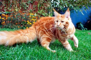 Cat Maine Coon descrierea rasa decât să se hrănească, caracteristicile de îngrijire și de întreținere în apartament,