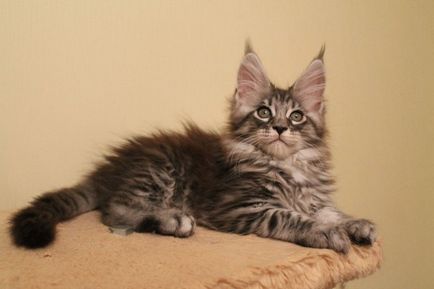 Cat Maine Coon descrierea rasa decât să se hrănească, caracteristicile de îngrijire și de întreținere în apartament,