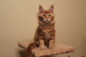 Cat Maine Coon descrierea rasa decât să se hrănească, caracteristicile de îngrijire și de întreținere în apartament,