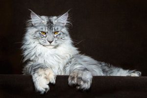 Кішка породи мейн-кун опис, ніж годувати, особливості догляду та утримання в квартирі,