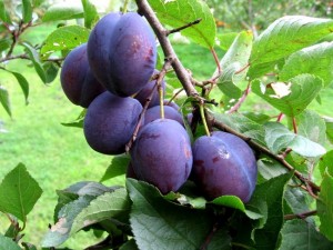 Csonthéjasok - kertek a Távol-Keleten (kő) Csonthéjasok - kertek a Távol-Keleten