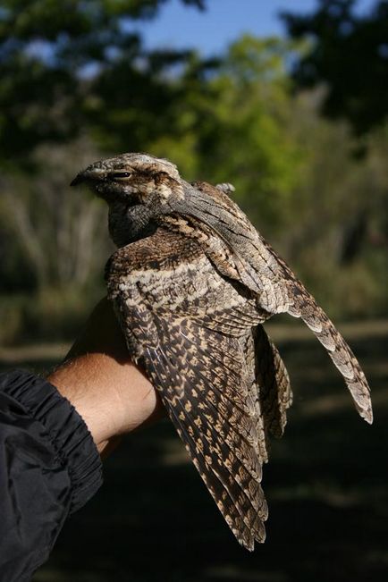 Pielea de capra (caprimulgus europaeus) sau bufnita de noapte