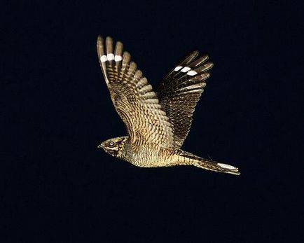 Pielea de capra (caprimulgus europaeus) sau bufnita de noapte