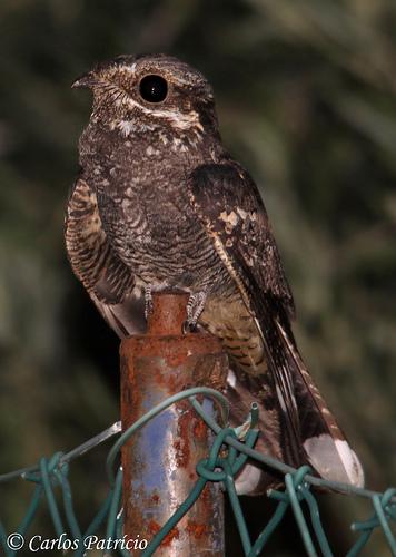 Pielea de capra (caprimulgus europaeus) sau bufnita de noapte