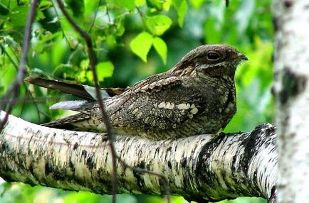 Nighthawk este o pasăre