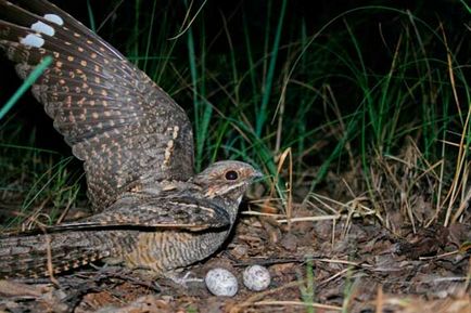 Nighthawk este o pasăre