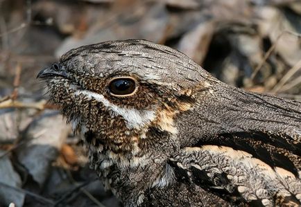 Nighthawk este o pasăre