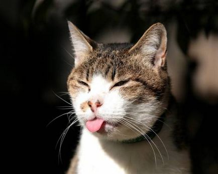 Красива картинка кішка показує язика на робочий стіл, красиві шпалери кішка показує язика для