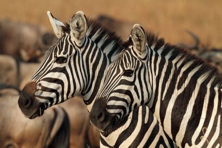 Imagini de fundal frumoase cu animale (10 fotografii)