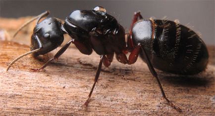 Червоногрудий мураха шашіль як позбутися і як вивести з деревини