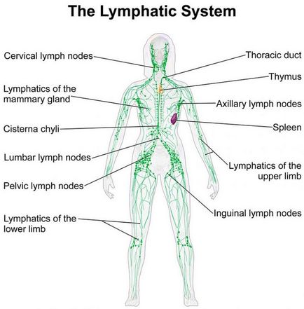 Frumusețe și sistem limfatic