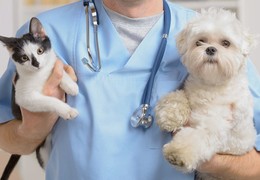Clinică veterinară de 24 de ore în Volgograd