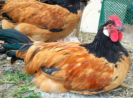 Csirkék Vorwerk leírás, tartás és tenyésztés fajok (leírás) Csirkék Vorwerk leírás, tartalom, és tenyészteni a tenyésztési