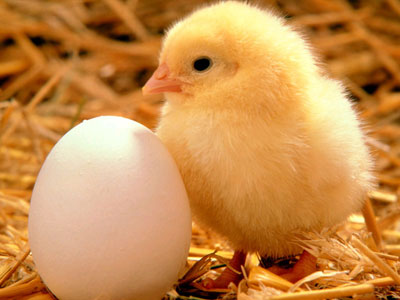 Курячі яйця - може пора відмовитися