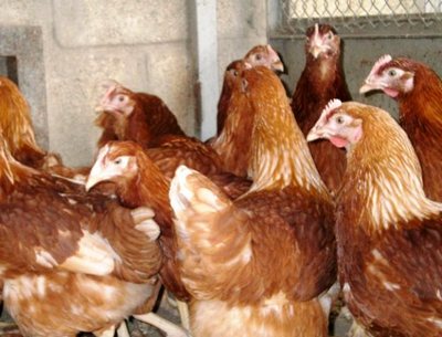 Csirkék Rhodonite leírás, a termelékenység, a gondoskodás, a valós csirke