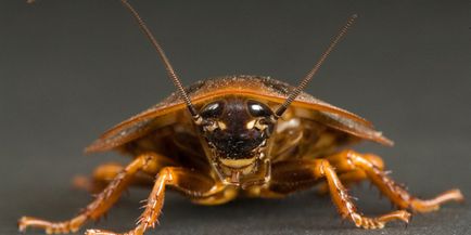 Gândacul mănâncă o persoană cum arată și cât de periculoasă este mușcătura
