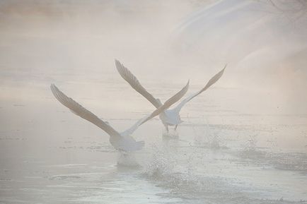 Swan Kamchatka, știri despre fotografii