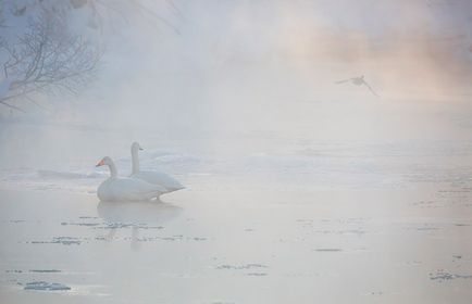 Swan Kamchatka, știri despre fotografii