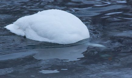 Swan Kamchatka, știri despre fotografii