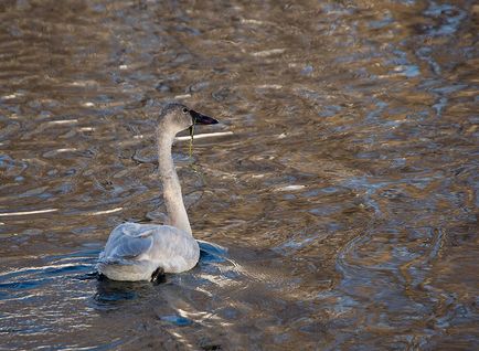 Swan Kamchatka, știri despre fotografii