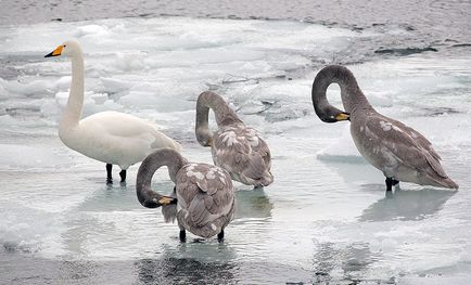 Swan Kamchatka, știri despre fotografii