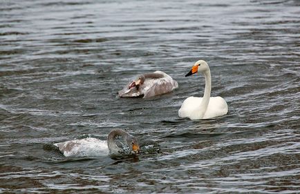 Swan Kamchatka, știri despre fotografii