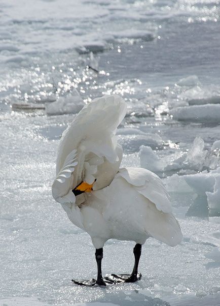 Swan Kamchatka, știri despre fotografii