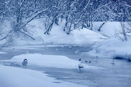 Swan Kamchatka, știri despre fotografii