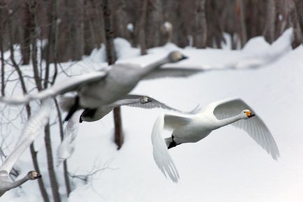 Swan Kamchatka, știri despre fotografii