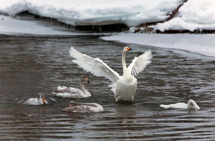 Swan Kamchatka, știri despre fotografii