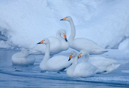 Swan Kamchatka, știri despre fotografii