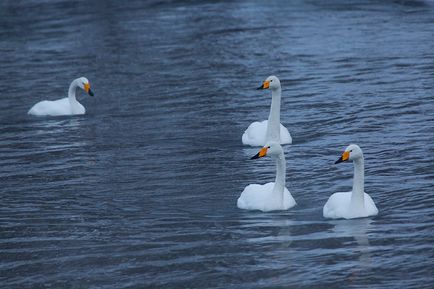 Swan Kamchatka, știri despre fotografii