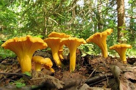 Chanterelles de la paraziți rețete, tincturi și comentarii despre tratament