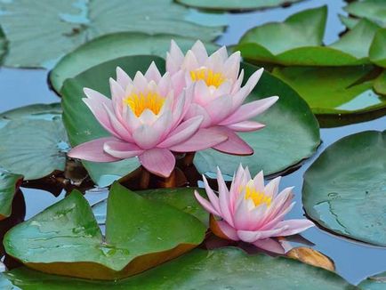 Lotus - fotografie de flori, cultivarea și îngrijirea florilor