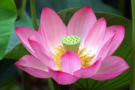 Lotus - fotografie de flori, cultivarea și îngrijirea florilor