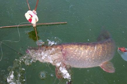 Capturarea stiuca pe zherlitsu - vara si iarna, realizarea si tehnica capturii