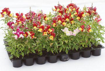 Snapdragon care creste din seminte cand este plantat, cum sa seamana