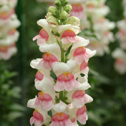 Snapdragon care creste din seminte cand este plantat, cum sa seamana