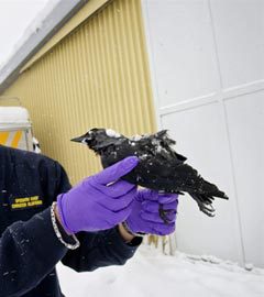 Moartea în masă a păsărilor a aruncat locuitorii planetei într-o panică din viață