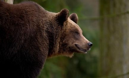 Ведмідь на пасіці як відлякати, відвадити (відео)