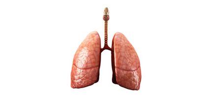 Методи обстеження легенів і їх функцій, meddoc