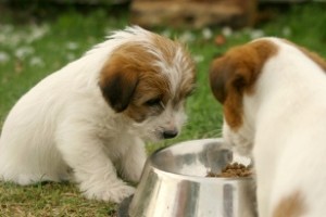 Milbemaks kutyák és kölykök használati utasítást tabletták a férgek