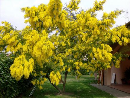 Mimosa - fotó, faj, gondoskodás, történelem, a virág