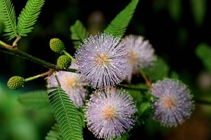 Mimosa - fotó, faj, gondoskodás, történelem, a virág